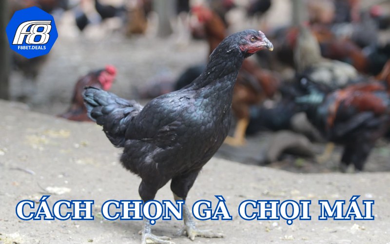 Cách chọn gà chọi mái từ chuyên gia