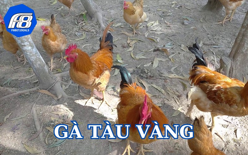 Gà Tàu vàng được nuôi nhiều ở Việt Nam