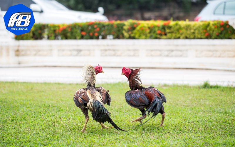 Học hỏi bí quyết chiến thắng kênh đá gà của chúng tôi