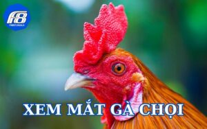 Xem mắt gà chọi hiệu quả nhờ màu sắc